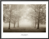 Buy Layers of Trees II at AllPosters.com