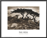Buy Monterey Cypress at AllPosters.com