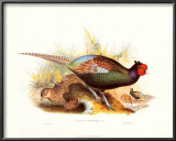 Pheasant Versicolor