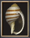 Buy Banded Tun at AllPosters.com