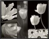 Summer Garden II