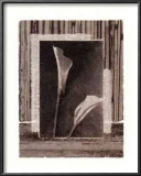 Buy Lily Collage at AllPosters.com