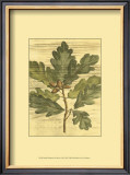 Weathered Oak Leaves I