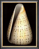 Buy Lesser Butterfly Cone at AllPosters.com