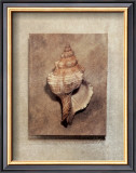 Buy Seashell Study III at AllPosters.com
