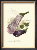 Buy Aubergine Eggplant at AllPosters.com