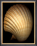 Buy African Fan Scallop at AllPosters.com