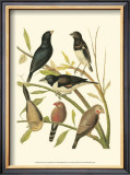 Buy Canaries and Cage Birds I at AllPosters.com