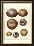 Crackled Antique Shells III