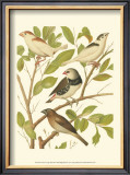 Buy Canaries and Cage Birds II at AllPosters.com