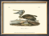 Brown Pelican