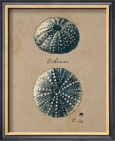 Buy Vintage Linen Sea Urchin at AllPosters.com