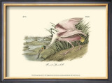 Roseate Spoonbill