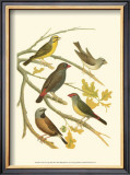 Buy Canaries and Cage Birds III at AllPosters.com