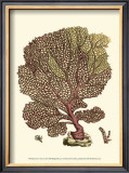 Buy Jewels of the Sea II at AllPosters.com