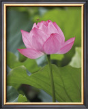 Pink Lotus