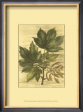 Weathered Maple Leaves II