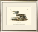 Brown Pelican