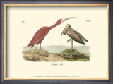 Scarlet Ibis