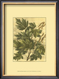 Weathered Maple Leaves I