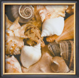 Beachside Shells