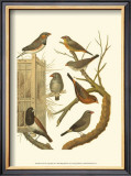 Buy Canaries and Cage Birds IV at AllPosters.com
