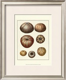 Crackled Antique Shells III