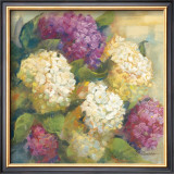 Hydrangea Delight II