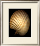 Buy African Fan Scallop at AllPosters.com