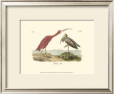Scarlet Ibis