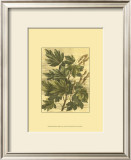 Buy Weathered Maple Leaves I at AllPosters.com