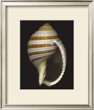 Buy Banded Tun at AllPosters.com