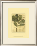 Buy Weathered Oak Leaves II at AllPosters.com