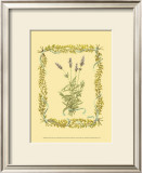 Buy Lavender at AllPosters.com