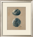 Buy Vintage Linen Sea Urchin at AllPosters.com