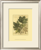 Buy Weathered Maple Leaves II at AllPosters.com