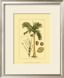 Buy Printed Exotic Palm V at AllPosters.com