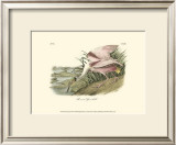 Roseate Spoonbill