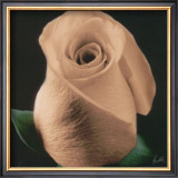 Buy Rose at AllPosters.com