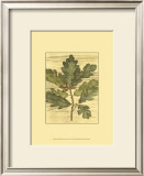 Buy Weathered Oak Leaves I at AllPosters.com