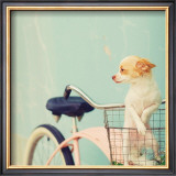 Dog Gone
