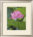Pink Lotus