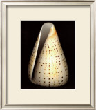 Buy Lesser Butterfly Cone at AllPosters.com