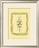 Buy Peppermint at AllPosters.com