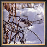 White Crown Sparrow