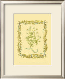 Buy Chamomile at AllPosters.com