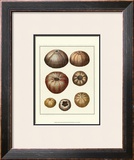 Crackled Antique Shells III