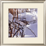 White Crown Sparrow