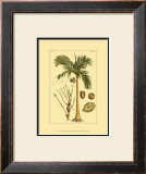 Buy Printed Exotic Palm V at AllPosters.com