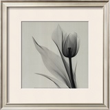 Buy Tulip at AllPosters.com